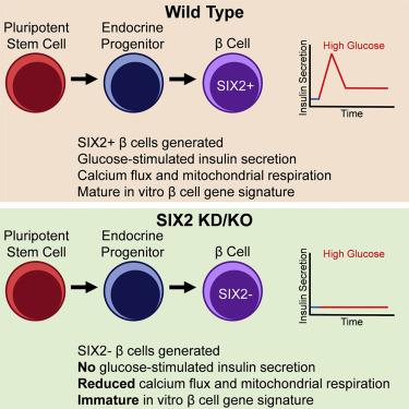 Six2 Regulates Human B Cell Differentiation From Stem Cells And Functional Maturation In Vitro Cell Reports X Mol