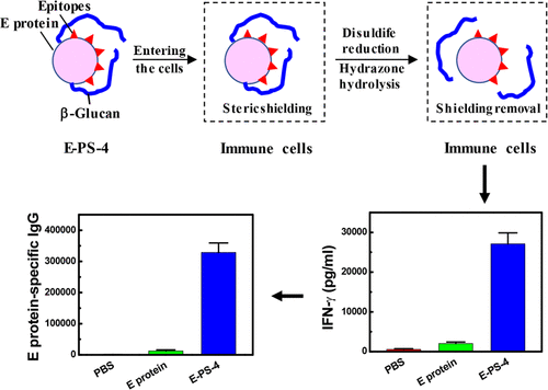 Conjugation Of B Glucan With The Hydrazone And Disulfide Linkers Markedly Improves The Immunogenicity Of Zika Virus E Protein Molecular Pharmaceutics X Mol