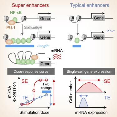 The Number of Transcription Factors at an Enhancer Determines 