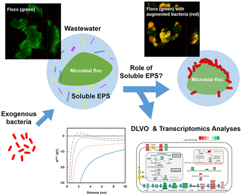 Responses Of Exogenous Bacteria To Soluble Extracellular Polymeric ...