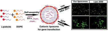 Development Of New Self-assembled Cationic Amino Liposomes For ...