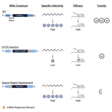 Oncolytic Activity Of Targeted Picornaviruses Formulated As Synthetic Infectious Rna Molecular Therapy Oncolytics X Mol