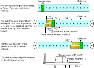 Kinetic Analysis Of Substrate Competition In Enzymatic Reactions With B D Galactosidase By Capillary Electrophoresis Dynamic Frontal Analysis Journal Of Pharmaceutical And Biomedical Analysis X Mol