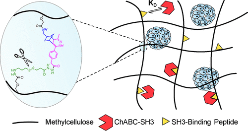 Inverse Electron Demand Diels Alder Methylcellulose Hydrogels Enable The Co Delivery Of Chondroitinase Abc And Neural Progenitor Cells Biomacromolecules X Mol