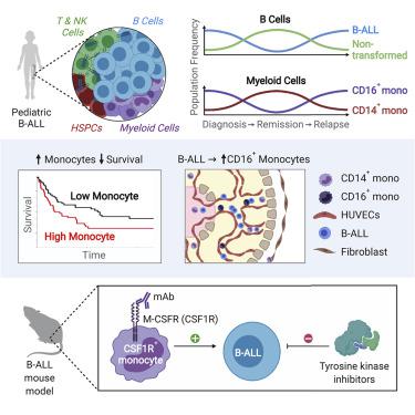 Extensive Remodeling Of The Immune Microenvironment In B Cell Acute ...