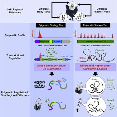 Folding Keratin Gene Clusters During Skin Regional Specification ...