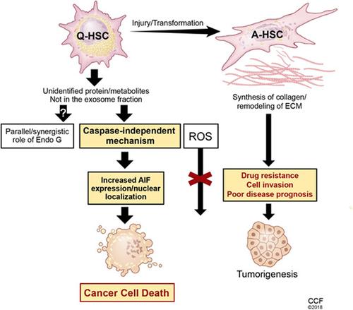 Quiescent Hepatic Stellate Cells Induce Toxicity And Sensitivity To Doxorubicin In Cancer Cells Through A Caspase Independent Cell Death Pathway Central Role Of Apoptosis Inducing Factor Journal Of Cellular Physiology X Mol