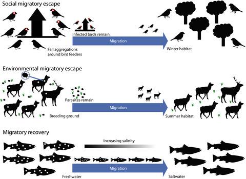 Recovery From Infection Is More Likely To Favor The Evolution Of ...