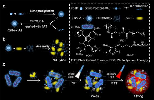 Synergistic Photodynamic And Photothermal Antibacterial Therapy Based ...