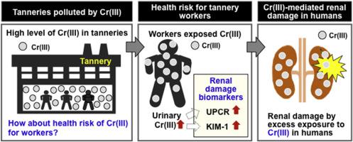 Increased Levels Of Renal Damage Biomarkers Caused By Excess Exposure To Trivalent Chromium In Workers In Tanneries Environmental Research X Mol