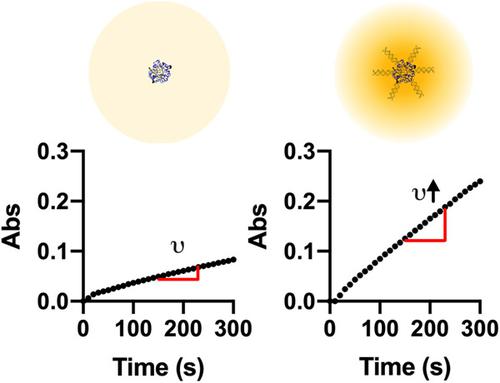 Molecular Binding Scaffolds Increase Local Substrate Concentration ...