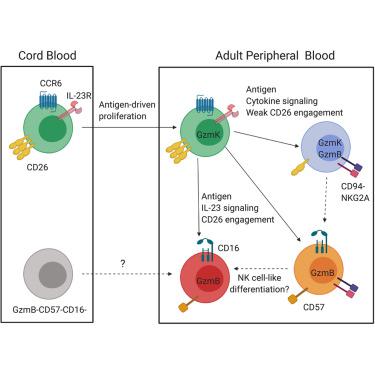 High Cd26 And Low Cd94 Expression Identifies An Il 23 Responsive Vd2 T Cell Subset With A Mait Cell Like Transcriptional Profile Cell Reports X Mol