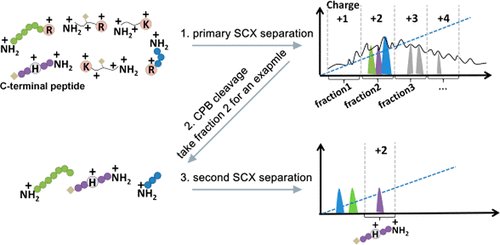 Carboxypeptidase B-Assisted Charge-Based Fractional Diagonal ...