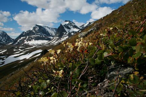 瑞典山区沿线高山植物群落的海拔高度变化 Ecology And Evolution X Mol