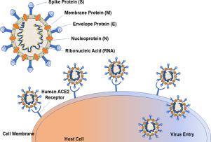 Insights Into SARS-CoV-2 Genome, Structure, Evolution, Pathogenesis And ...