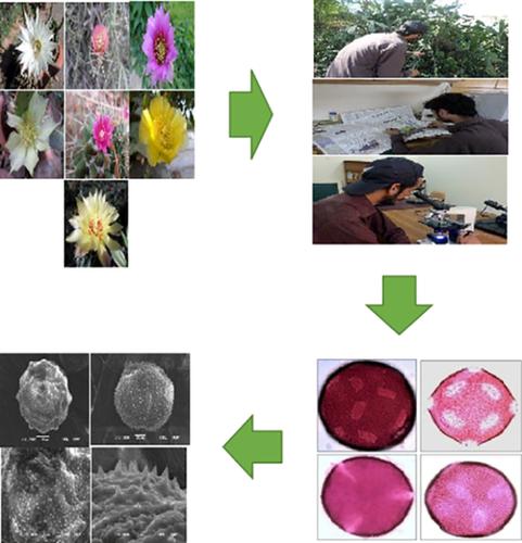 Pollen Morphological Investigations Of Family Cactaceae And Its ...