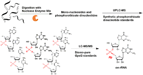 Bio Modification - 10.1021 Acschembio.0c00163