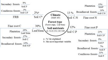 Fine Root C N P Stoichiometry And Its Driving Factors Across Forest Ecosystems In Northwestern China Science Of The Total Environment X Mol