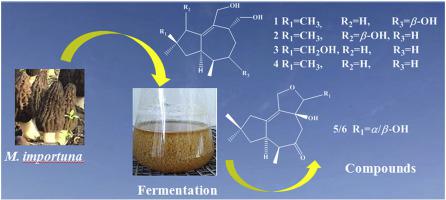 Morelsins A F Six Sesquiterpenoids From The Liquid Culture Of Morchella Importuna Tetrahedron X Mol