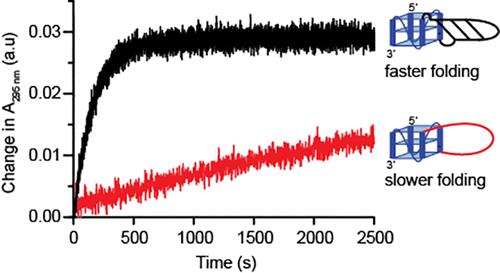 Folding Kinetics Of G-Quadruplexes: Duplex Stem Loops Drive And ...