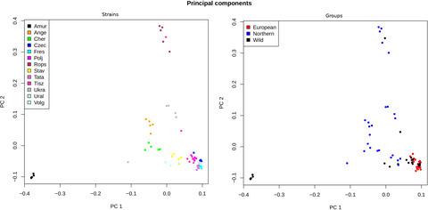 A New Strain Group Of Common Carp The Genetic Differences And Admixture Events Between Cyprinus Carpio Breeds Ecology And Evolution X Mol