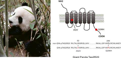 Tas2r Variants Confer Dietary Adaptation To High Quercitrin Bamboo Leaves In Qinling Giant Pandas Ecology And Evolution X Mol