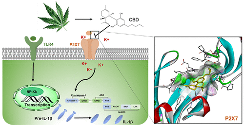 Inhibitory Effect Of Cannabidiol On The Activation Of NLRP3 ...