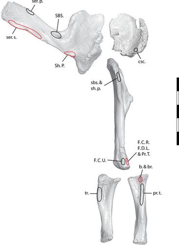 Appendicular Myological Reconstruction Of The Forelimb Of The Giant Titanosaurian Sauropod Dinosaur Dreadnoughtus Schrani Journal Of Anatomy X Mol