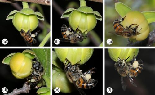 不同的artabotrys物种 Annonaceae 的花卉生物学 对传粉媒介诱捕进化的启示 Plant Species Biology X Mol