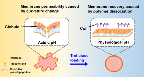 Cryopreservation Of Human Erythrocytes Through High Intracellular