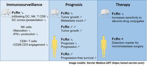 The Neonatal Fc Receptor In Cancer Fcrn In Cancer Cancer Medicine X Mol