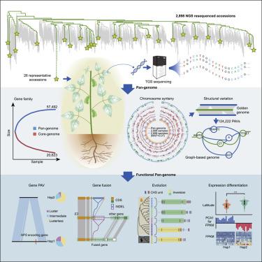 Pan-Genome Of Wild And Cultivated Soybeans.,Cell - X-MOL