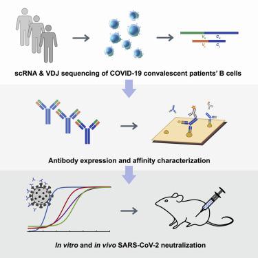 Potent Neutralizing Antibodies Against SARS-CoV-2 Identified By High ...