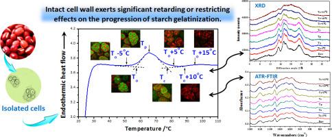 Insights Into The Starch Gelatinization Behavior Inside Intact Cotyledon Cells International Journal Of Biological Macromolecules X Mol