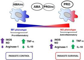 Involvement Of Lipids From Leishmania Braziliensis Promastigotes And Amastigotes In Macrophage Activation Molecular Immunology X Mol