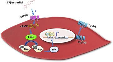 Estrogen increases expression of vascular alpha 2C adrenoceptor through ...