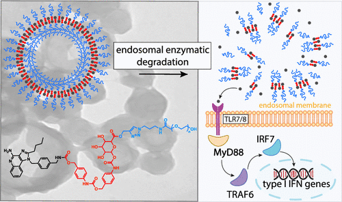 A Cell Type Selective YM155 Prodrug Targets Receptor-Interacting Protein  Kinase 2 to Induce Brain Cancer Cell Death