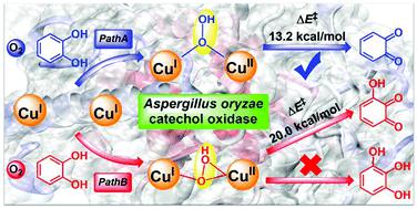 Monophenolase And Catecholase Activity Of Aspergillus Oryzae Catechol Oxidase Insights From Hybrid Qm Mm Calculations Organic Biomolecular Chemistry X Mol