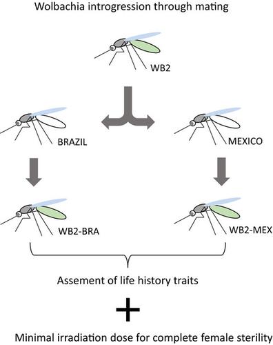 Aedes Aegypti Lines For Combined Sterile Insect Technique And Incompatible Insect Technique Applications The Importance Of Host Genomic Background Entomologia Experimentalis Et Applicata X Mol