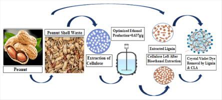 lignin and cellulose