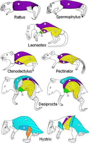 Ctenohystrica 啮齿动物皮下肌肉的进化转化（啮齿类：Diatomyidae