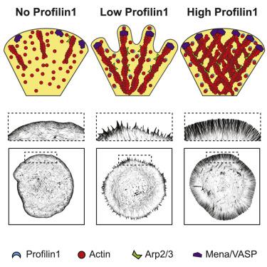 Arp2 3 And Mena Vasp Require Profilin 1 For Actin Network Assembly At The Leading Edge Current Biology X Mol