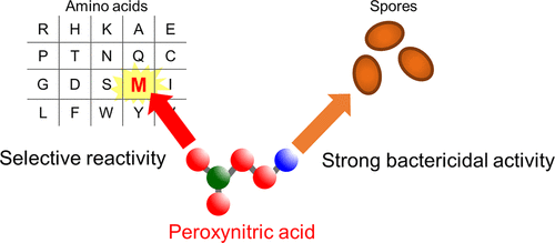 Kinetics Analysis Of The Reactions Between Peroxynitric Acid And Amino