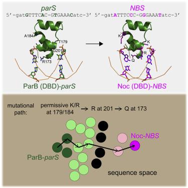 通过parb Noc蛋白家族中的允许性和特异性转换突变实现dna结合特异性的多样化 Cell Reports X Mol
