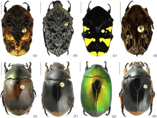 果饵诱捕器高度对亚马逊雨林花叶金龟子甲虫采样的影响,Entomological 