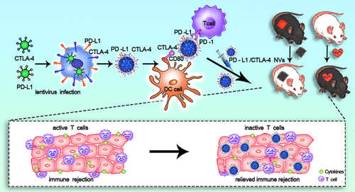 工程编程的死亡配体1 细胞毒性t淋巴细胞相关的antigen 4双靶向纳米囊泡在移植中的免疫抑制治疗 Acs Nano X Mol