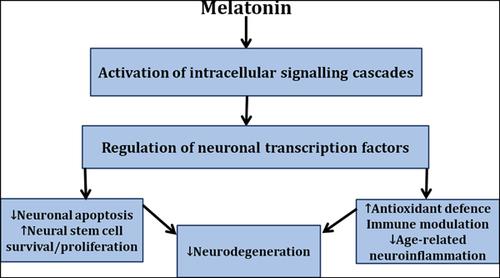 褪黑激素和褪黑素对神经元转录因子的影响 对神经退行性疾病的新疗法的发展的影响 Current Neuropharmacology X Mol