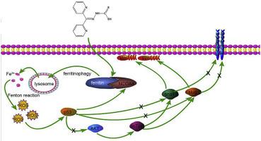 The Vicious Cycle Between Ferritinophagy And ROS Production Triggered ...