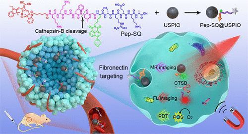 Fibronectin-Targeting And Cathepsin B-Activatable Theranostic Nanoprobe ...