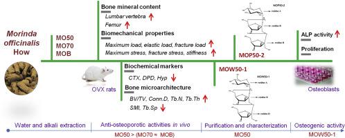 Bioassay Guided Isolation And Evaluation Of Anti Osteoporotic Polysaccharides From Morinda Officinalis Journal Of Ethnopharmacology X Mol